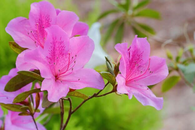 Azaleas